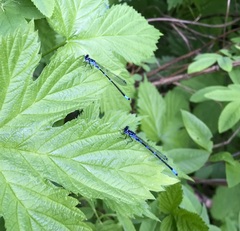 Coenagrion pulchellum