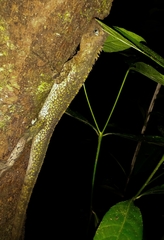 Uranoscodon superciliosus