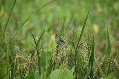 Ploceus philippinus