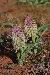 Lachenalia anguinea