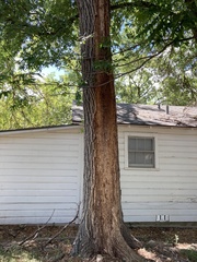 Enterobacter cloacae