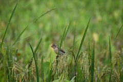 Ploceus philippinus