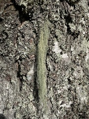 Usnea dasopoga