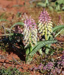 Lachenalia anguinea