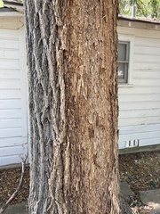 Enterobacter cloacae