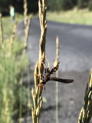 Mischocyttarus navajo