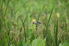 Ploceus philippinus