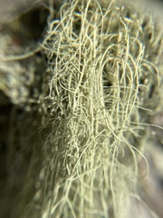 Usnea dasopoga