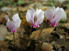 Cyclamen hederifolium