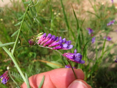 Vicia villosa