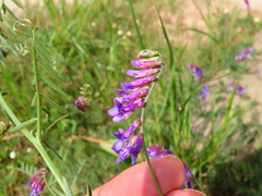 Vicia villosa