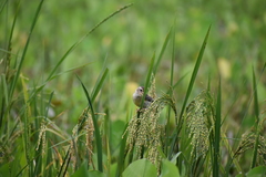 Ploceus philippinus