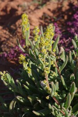 Tetragonia fruticosa