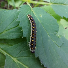 Tenthredo mandibularis