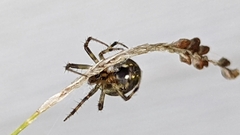 Neoscona