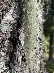 Usnea dasopoga