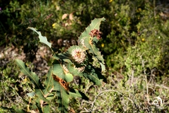 Hakea amplexicaulis