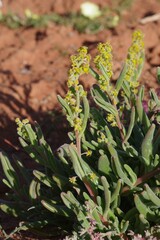 Tetragonia fruticosa