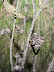 Eucalyptus tindaliae
