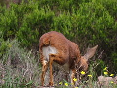 Raphicerus campestris campestris