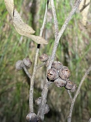 Eucalyptus tindaliae