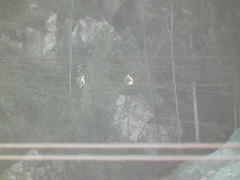 Streptopelia orientalis