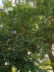 Cassia fistula