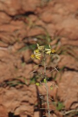 Bulbine
