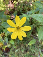 Silphium asteriscus