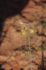 Bulbine
