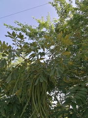 Cassia fistula