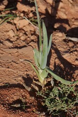 Bulbine