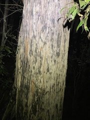 Eucalyptus tindaliae