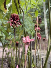 Etlingera elatior