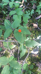 Prosartes trachycarpa