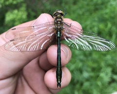 Cordulia aenea aenea