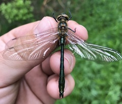 Cordulia aenea aenea