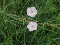 Convolvulus