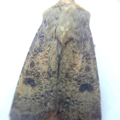 Agrotis trux