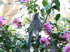 Anthochaera chrysoptera