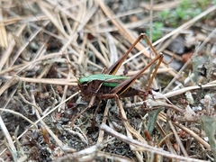 Metrioptera brachyptera