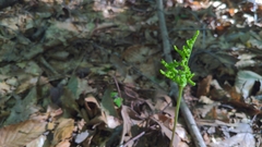 Ophioglossales
