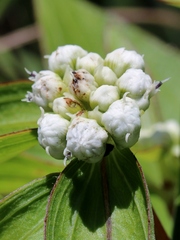 Ichthyothere latifolia