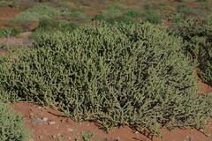 Mesembryanthemoideae