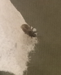 Lygaeoidea