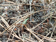 Metrioptera brachyptera