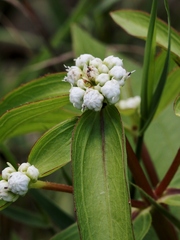 Ichthyothere latifolia