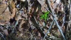 Ophioglossales