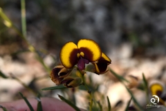 Bossiaea