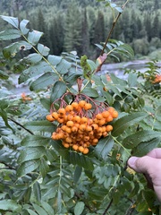 Sorbus scopulina